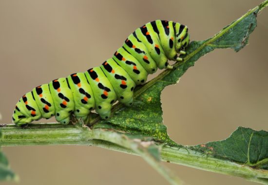 Caterpillar-min